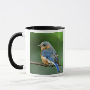 Female Eastern Bluebird, Sialia sialis Mug