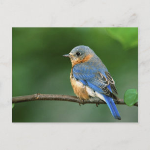 Female Eastern Bluebird, Sialia sialis Postcard