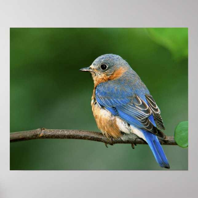 Female Eastern Bluebird, Sialia sialis Poster (Front)