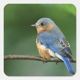 Female Eastern Bluebird, Sialia sialis Square Sticker