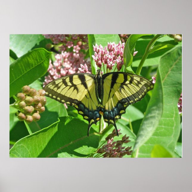 Female Eastern Tiger Swallowtail Butterfly Poster (Front)