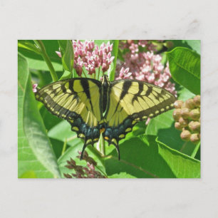 Female Eastern Tiger Swallowtail Butterfly Series Postcard