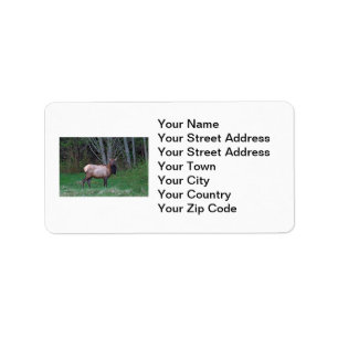 Female Elk Picture Label