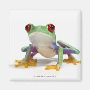 Female frog 2 magnet