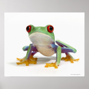 Female frog 2 poster