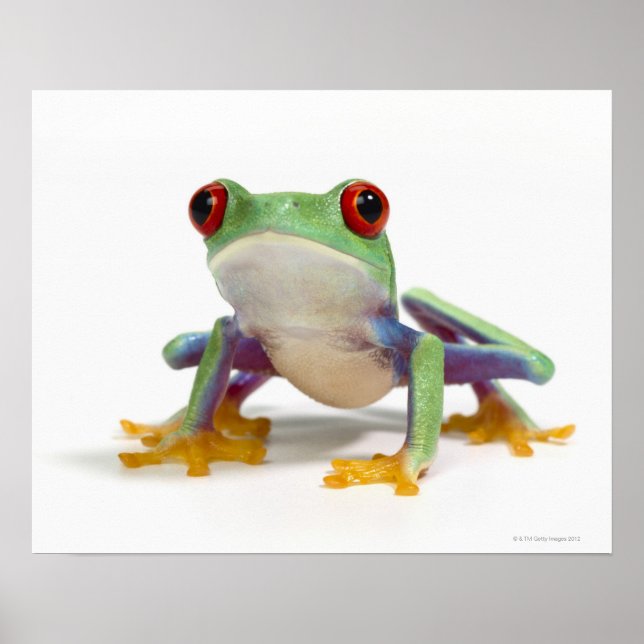 Female frog 2 poster (Front)