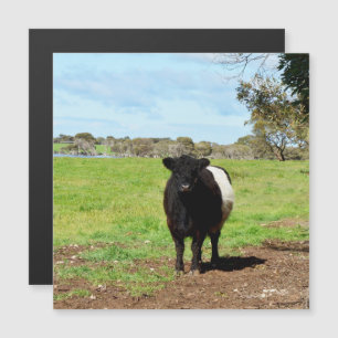 Female Galloway Cow In Country, Magnetic Card