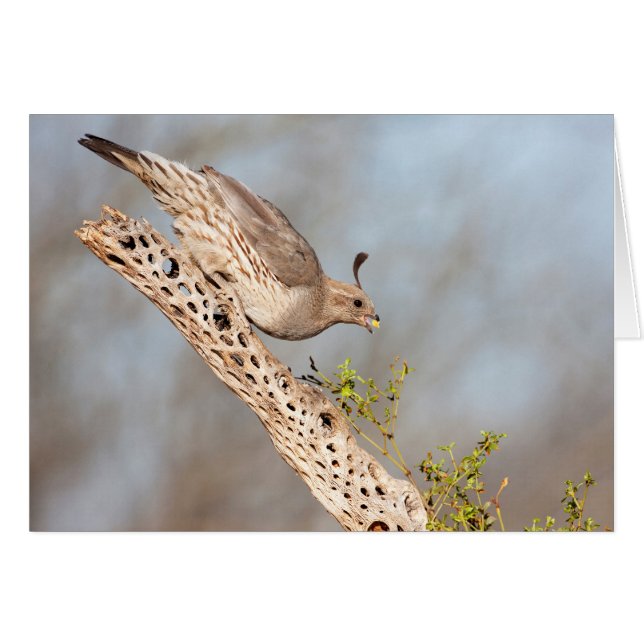 Female Gambel's Quail (Front Horizontal)