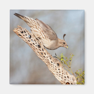 Female Gambel's Quail Magnet