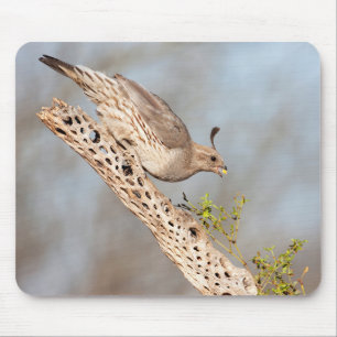 Female Gambel's Quail Mouse Mat