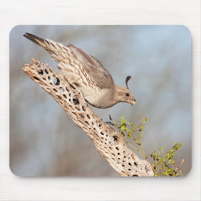 Female Gambel's Quail Mouse Mat (Front)