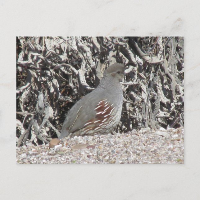 Female Gambel's Quail Postcard (Front)