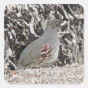 Female Gambel's Quail Stickers