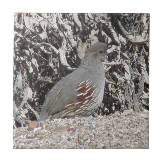 Female Gambel's Quail Tile (Front)