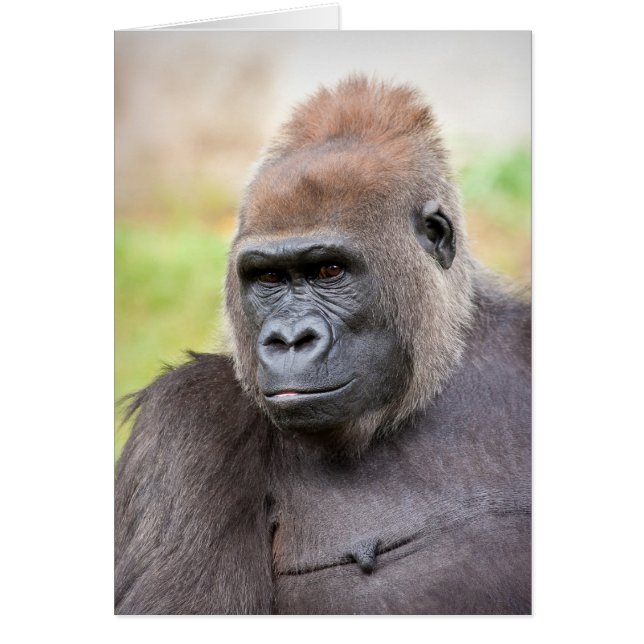 Female Gorilla (Front)
