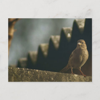 Female House Sparrow Postcard