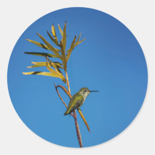 Female Hummingbird Classic Round Sticker