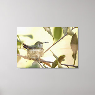 Female hummingbird on her nest canvas print