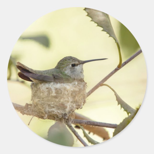 Female hummingbird on her nest classic round sticker (Front)