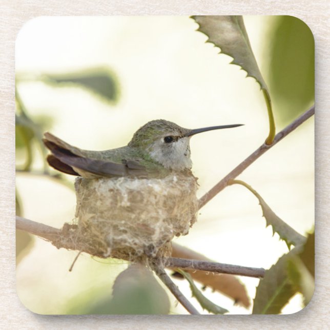 Female hummingbird on her nest coaster (Front)