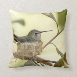 Female hummingbird on her nest cushion