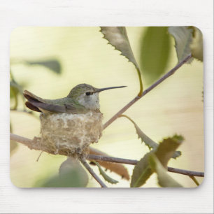 Female hummingbird on her nest mouse mat