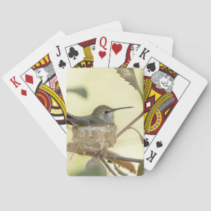 Female hummingbird on her nest playing cards