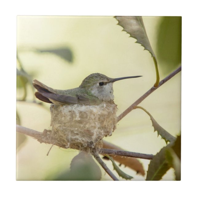 Female hummingbird on her nest tile (Front)
