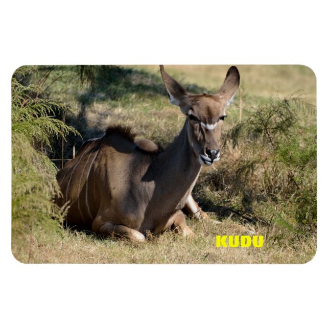 Female Kudu Magnet (Horizontal)
