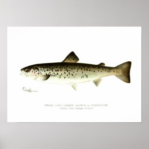 Female Land-locked Salmon or Quaniche Poster