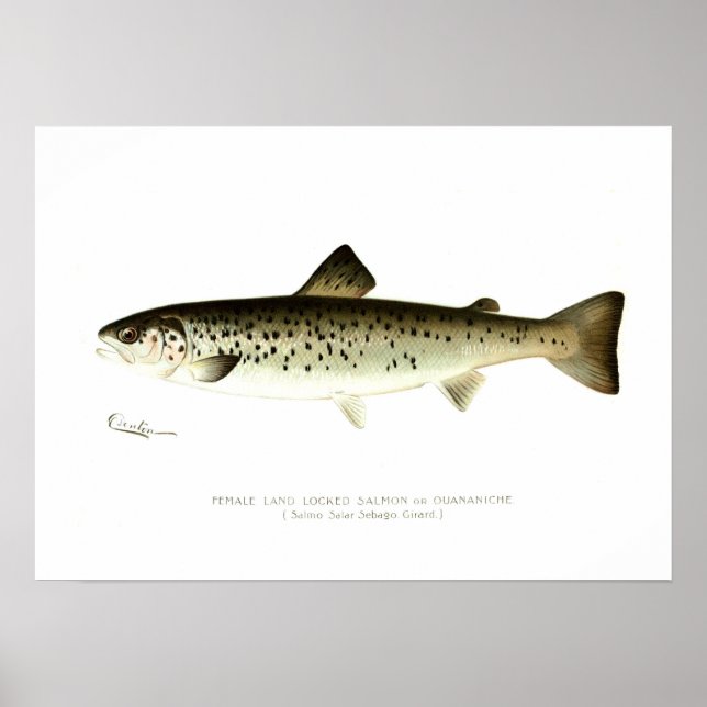 Female Land-locked Salmon or Quaniche Poster (Front)