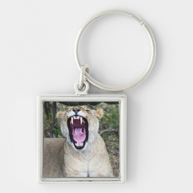 Female lion (Panthera leo), Masai Mara National Key Ring (Front)