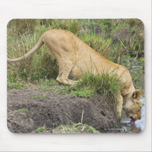 Female lion (Panthera leo), Masai Mara National Mouse Mat