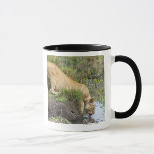Female lion (Panthera leo), Masai Mara National Mug