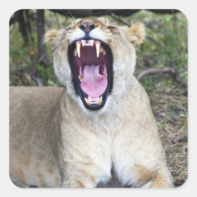 Female lion (Panthera leo), Masai Mara National Square Sticker (Front)