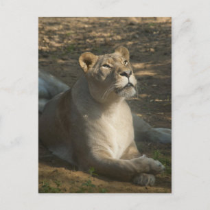 Female Lion Postcard