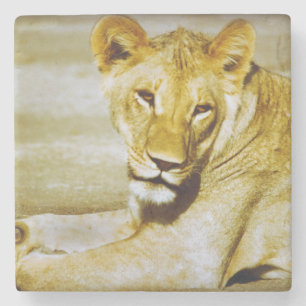Female lion watching wild life coaster