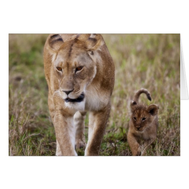 Female Lion with Cub (Front Horizontal)