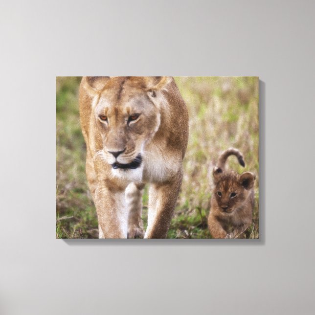 Female Lion with Cub Canvas Print (Front)