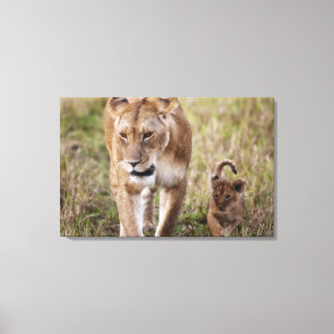 Female Lion with Cub Canvas Print