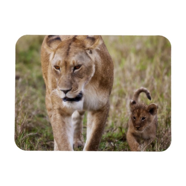 Female Lion with Cub Magnet (Horizontal)