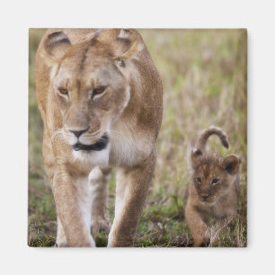 Female Lion with Cub Magnet