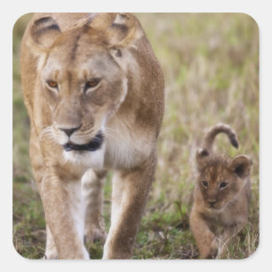 Female Lion with Cub Square Sticker