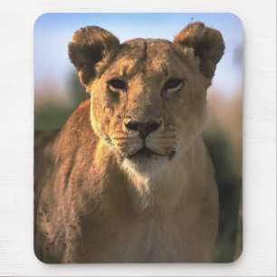 Female Lioness Lion Lovers Gifts Mouse Mat