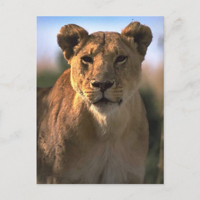 Female Lioness Lion Lovers Gifts Postcard (Front)
