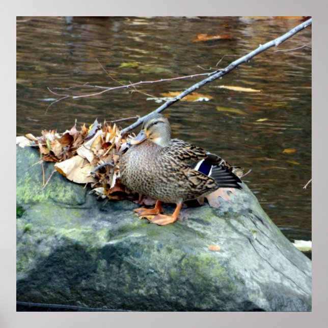 Female Mallard Duck 24X24 Poster (Front)