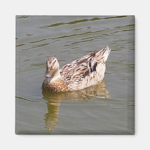 Female Mallard Duck 3 Magnet