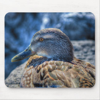 Female Mallard Duck Birdlover Wildlife Portrait Mouse Mat