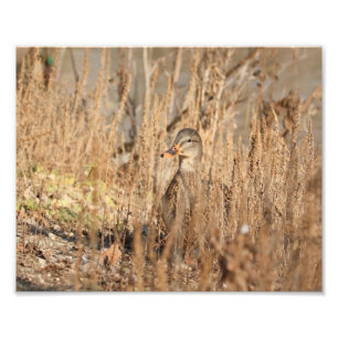 Female Mallard Duck in the Reeds Photo Print