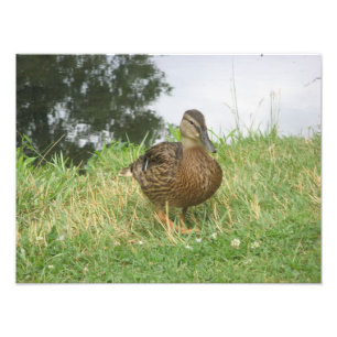 Female Mallard Duck Photo Enlargement Print